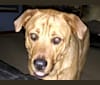 Dobie, a Rottweiler and German Shepherd Dog mix tested with EmbarkVet.com