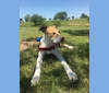 Rocky Pōhaku Vincent Soon, an American Pit Bull Terrier and Siberian Husky mix tested with EmbarkVet.com