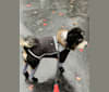 Drake, a Bernese Mountain Dog and Poodle (Small) mix tested with EmbarkVet.com