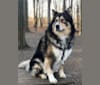Sequoyah a dog tested with EmbarkVet.com