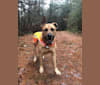 Tucker, a German Shepherd Dog and American Pit Bull Terrier mix tested with EmbarkVet.com