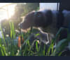 Bingo, a Southeast Asian Village Dog tested with EmbarkVet.com