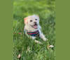 Finnegan, a Chihuahua and Lhasa Apso mix tested with EmbarkVet.com