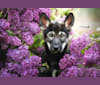 Emiko, a Siberian Husky and Saarloos Wolfdog mix tested with EmbarkVet.com