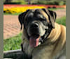 Winston, a Mastiff and Neapolitan Mastiff mix tested with EmbarkVet.com