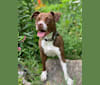 Kingsley, a Staffordshire Terrier and Russell-type Terrier mix tested with EmbarkVet.com