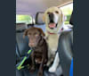 Eddie, a Labrador Retriever and Australian Shepherd mix tested with EmbarkVet.com