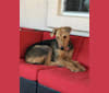 Sami Jo, an Airedale Terrier tested with EmbarkVet.com