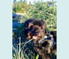 Photo of Moe, a Poodle (Small), Bichon Frise, and Chihuahua mix in Bonney Lake, Washington, USA