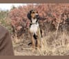 Huey, a Bluetick Coonhound and Treeing Walker Coonhound mix tested with EmbarkVet.com