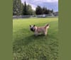 Photo of Princess Gracie Mae of Cairn Terrier Creek, a Cairn Terrier  in Florida, USA