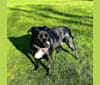 Dexter, a Labrador Retriever and American Bully mix tested with EmbarkVet.com