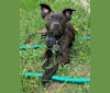 Yeli, an American Pit Bull Terrier and Australian Cattle Dog mix tested with EmbarkVet.com