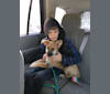 Photo of Loki, a Belgian Malinois and German Shepherd Dog mix in West Bend, Wisconsin, USA