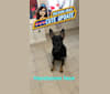 Rosco, a German Shepherd Dog and Labrador Retriever mix tested with EmbarkVet.com