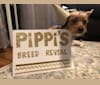 Pippi, a Dachshund and Shih Tzu mix tested with EmbarkVet.com