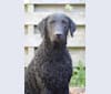 Photo of MULOC, a Curly-Coated Retriever  in The Netherlands