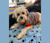 Photo of Piper, a Chinese Crested and Poodle (Small) mix in California, USA