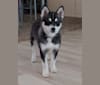 Pomsky Bandits Bandit, a Pomeranian and Siberian Husky mix tested with EmbarkVet.com