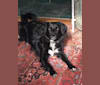 Lorenzo (Renny), a Labrador Retriever and Rat Terrier mix tested with EmbarkVet.com