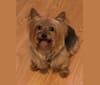 Bentley-Boo, a Yorkshire Terrier tested with EmbarkVet.com