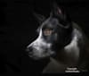 Rocco, an Australian Shepherd and German Shepherd Dog mix tested with EmbarkVet.com