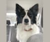 Photo of Tiffany, a Border Collie  in Fort Worth, TX, USA