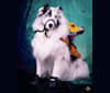 Pixel, a Shetland Sheepdog tested with EmbarkVet.com