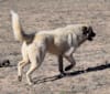Katil, an Anatolian Shepherd Dog and Maremma Sheepdog mix tested with EmbarkVet.com