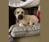 Ruby, a Soft Coated Wheaten Terrier tested with EmbarkVet.com