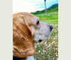 Jesse, a Beagle tested with EmbarkVet.com