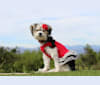 Kara, a Biewer Terrier and Maltese mix tested with EmbarkVet.com