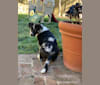 Bumblebea Arthur, an Australian Cattle Dog and American Pit Bull Terrier mix tested with EmbarkVet.com