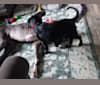 Murry, a Labrador Retriever and American Pit Bull Terrier mix tested with EmbarkVet.com