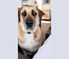Douglas, a Labrador Retriever and Beagle mix tested with EmbarkVet.com