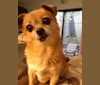 Maisie, a Pekingese and Chihuahua mix tested with EmbarkVet.com