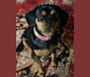 Photo of Puppy Dear, a Cavalier King Charles Spaniel, Chihuahua, and Cocker Spaniel mix in Gilbert, Arizona, USA