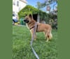 Charlie, a German Shepherd Dog and Phu Quoc Ridgeback mix tested with EmbarkVet.com