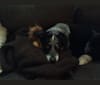 Festus, an Australian Cattle Dog and Labrador Retriever mix tested with EmbarkVet.com