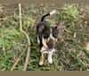 Dickie, a Chihuahua and Miniature Pinscher mix tested with EmbarkVet.com