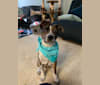 Photo of Miles, an Australian Cattle Dog, Boston Terrier, Chihuahua, and Mixed mix in Fremont, California, USA