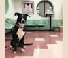 Darla, an American Bully and German Shepherd Dog mix tested with EmbarkVet.com