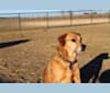 Daisy, a Labrador Retriever and Rottweiler mix tested with EmbarkVet.com