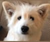 Django, an East Asian Village Dog and Shiba Inu mix tested with EmbarkVet.com