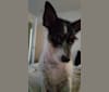 Photo of DEXTER, a Rat Terrier, Yorkshire Terrier, Chihuahua, and Mixed mix in Fort Worth, Texas, USA