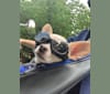 Lana del Bae, a Chihuahua tested with EmbarkVet.com