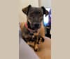 Photo of Pepper, a Miniature Schnauzer, Poodle (Small), and Mixed mix in Tucson, Arizona, USA
