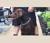 Shadow, a Labrador Retriever tested with EmbarkVet.com