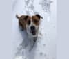 Gimli, an American Pit Bull Terrier and German Shepherd Dog mix tested with EmbarkVet.com