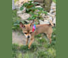Smudge, a Chihuahua tested with EmbarkVet.com